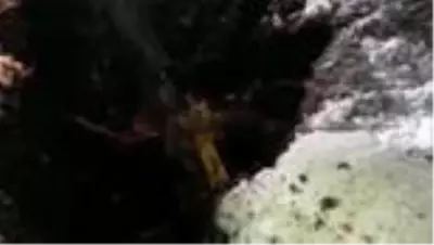 Çamura saplanan atı belediye ekipleri kurtardı Çamura saplanan atı belediye ekipleri kurtardı