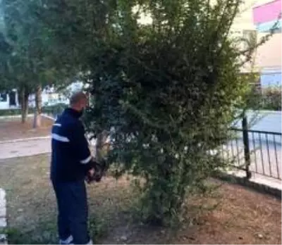 Didim'de Park Bahçeler Müdürlüğü çalışmalarını sürdürüyor Didim'de Park Bahçeler Müdürlüğü çalışmalarını sürdürüyor