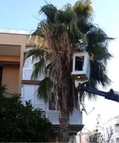 Didim'de Park Bahçeler Müdürlüğü çalışmalarını sürdürüyor Didim'de Park Bahçeler Müdürlüğü çalışmalarını sürdürüyor