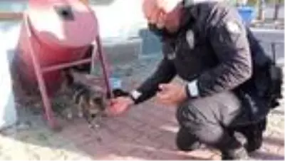 Emniyete sığınan sokak kedileri ekiplerin maskotu oldu Emniyete sığınan sokak kedileri ekiplerin maskotu oldu