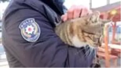 Emniyete sığınan sokak kedileri ekiplerin maskotu oldu Emniyete sığınan sokak kedileri ekiplerin maskotu oldu