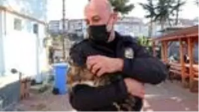 Emniyete sığınan sokak kedileri ekiplerin maskotu oldu Emniyete sığınan sokak kedileri ekiplerin maskotu oldu