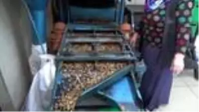 Evinde başladığı ceviz kırma işinde atölye açarak girişimci oldu Evinde başladığı ceviz kırma işinde atölye açarak girişimci oldu