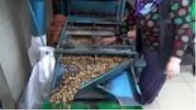Evinde başladığı ceviz kırma işinde atölye açarak girişimci oldu Evinde başladığı ceviz kırma işinde atölye açarak girişimci oldu