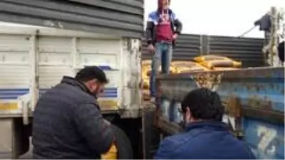 Gercüş'te çiftçilere kırmızı mercimek tohumu dağıtıldı Gercüş'te çiftçilere kırmızı mercimek tohumu dağıtıldı