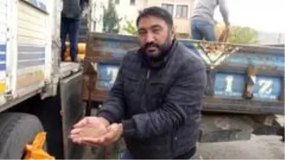 Gercüş'te çiftçilere kırmızı mercimek tohumu dağıtıldı Gercüş'te çiftçilere kırmızı mercimek tohumu dağıtıldı