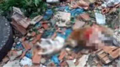 İstanbul'un ortasında vahşet! 4'ü yavru 7 kedi parçalanmış halde bulundu İstanbul'un ortasında vahşet! 4'ü yavru 7 kedi parçalanmış halde bulundu