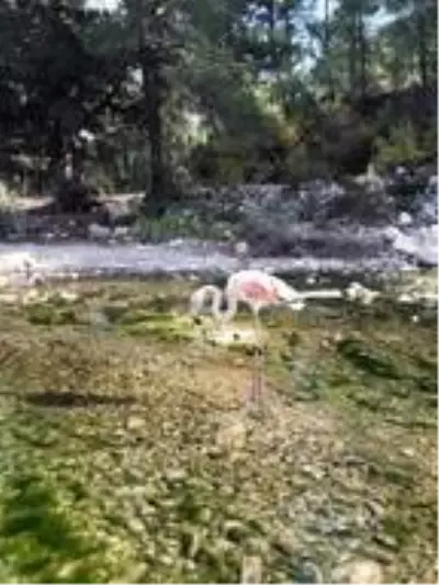 Kanadından vurulan flamingoya evlerinde müdahale ettiler Kanadından vurulan flamingoya evlerinde müdahale ettiler