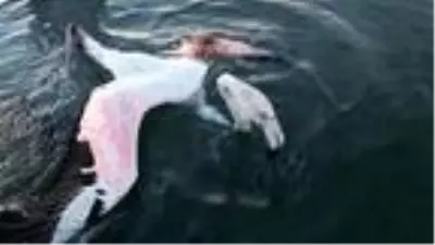 Kanadından vurulan flamingoya evlerinde müdahale ettiler Kanadından vurulan flamingoya evlerinde müdahale ettiler