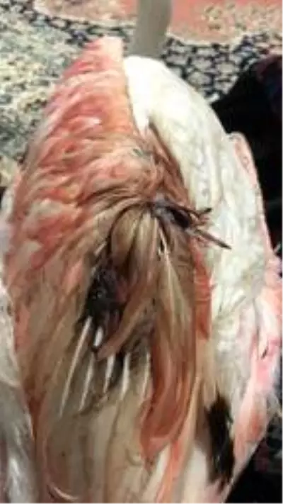 Kanadından vurulan flamingoya evlerinde müdahale ettiler Kanadından vurulan flamingoya evlerinde müdahale ettiler