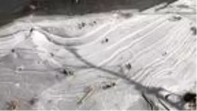 Kars Çayı kısmen buz tuttu Kars Çayı kısmen buz tuttu