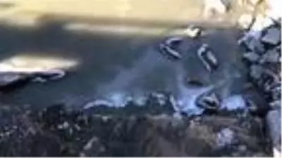 Kars Çayı kısmen buz tuttu Kars Çayı kısmen buz tuttu