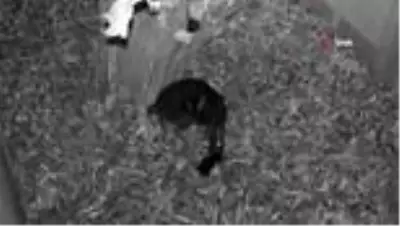 Nesli tükenmekte olan fare geyiğinin doğum anı ilk kez görüntülendi Nesli tükenmekte olan fare geyiğinin doğum anı ilk kez görüntülendi
