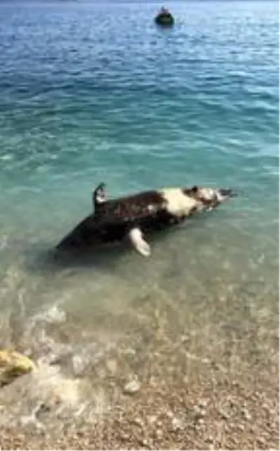 Son dakika haberi! Sahilde ölü fok bulundu Son dakika haberi! Sahilde ölü fok bulundu