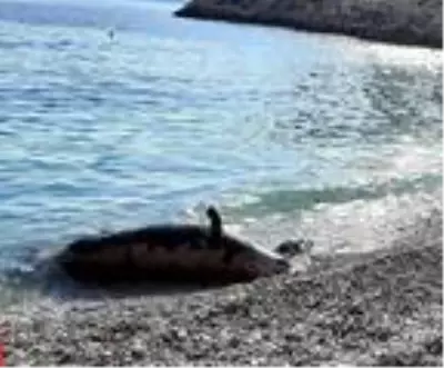 Son dakika haberi! Sahilde ölü fok bulundu Son dakika haberi! Sahilde ölü fok bulundu
