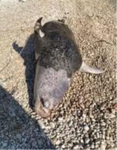 Son dakika haberi! Sahilde ölü fok bulundu Son dakika haberi! Sahilde ölü fok bulundu