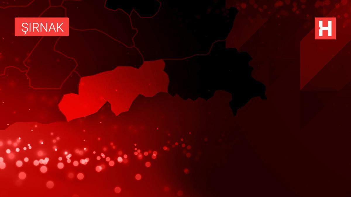 Şırnak'ta öğretmenler zeytin fidanı dikti Şırnak'ta öğretmenler zeytin fidanı dikti