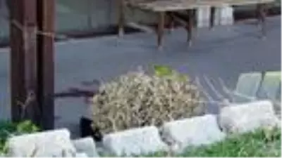 Son dakika haber | Taksici, oğlunu ziyarete gittiği cezaevi önünde 9 kurşunla öldürüldü Son dakika haber | Taksici, oğlunu ziyarete gittiği cezaevi önünde 9 kurşunla öldürüldü