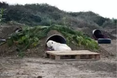 Tarsus'ta hayvan mezarlığı hizmete girdi Tarsus'ta hayvan mezarlığı hizmete girdi