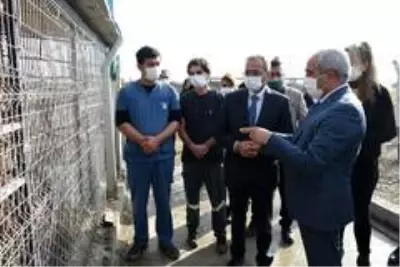 Tarsus'ta hayvan mezarlığı hizmete girdi Tarsus'ta hayvan mezarlığı hizmete girdi