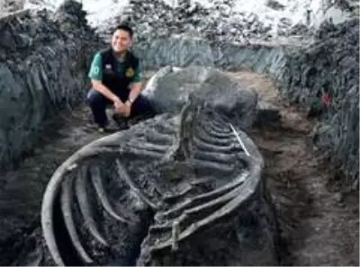 Tayland'da 12 metre uzunluğunda 5 bin yıllık balina iskeleti bulundu Tayland'da 12 metre uzunluğunda 5 bin yıllık balina iskeleti bulundu
