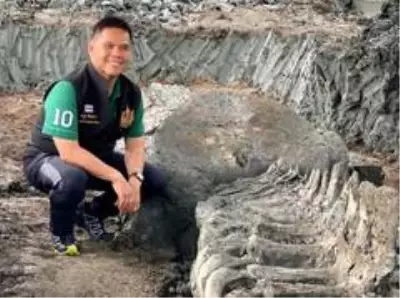 Tayland'da 5 bin yıllık balina iskeleti bulundu Tayland'da 5 bin yıllık balina iskeleti bulundu