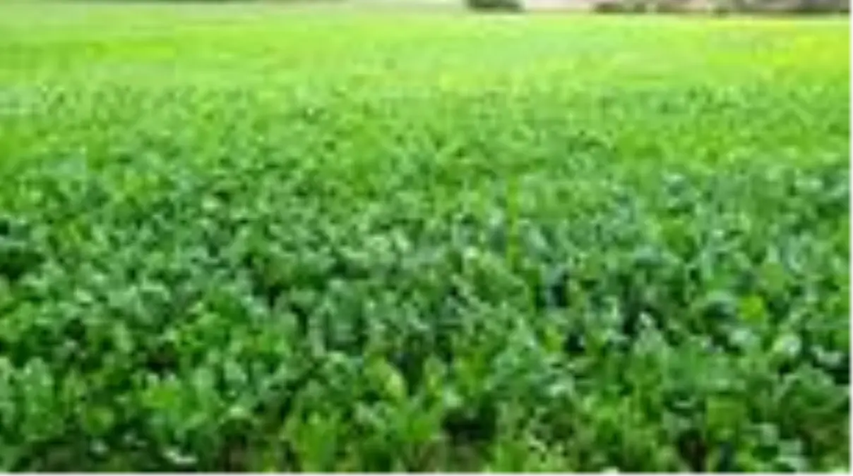 Tescilli Kadirli turpunda hasat mutlu başladı