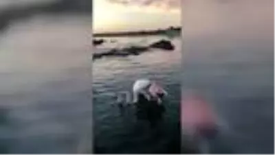 Yaralı bulunan flamingo koruma altına alındı (2) Yaralı bulunan flamingo koruma altına alındı (2)
