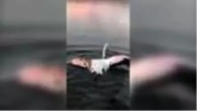 Yaralı bulunan flamingo koruma altına alındı (2) Yaralı bulunan flamingo koruma altına alındı (2)