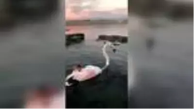 Yaralı bulunan flamingo koruma altına alındı (2) Yaralı bulunan flamingo koruma altına alındı (2)