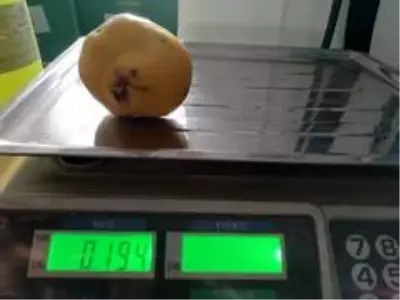 Yetiştirdiği ayvaların büyüklüğü şaşırtıyor Yetiştirdiği ayvaların büyüklüğü şaşırtıyor