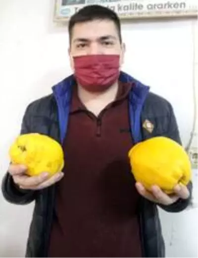 Yetiştirdiği ayvaların büyüklüğü şaşırtıyor Yetiştirdiği ayvaların büyüklüğü şaşırtıyor