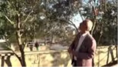 Zeytin ve yaprağı Anadolu'da halk tıbbında asırlardır kullanılıyor Zeytin ve yaprağı Anadolu'da halk tıbbında asırlardır kullanılıyor