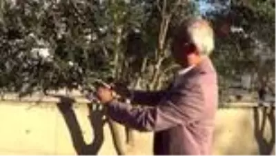 Zeytin ve yaprağı Anadolu'da halk tıbbında asırlardır kullanılıyor Zeytin ve yaprağı Anadolu'da halk tıbbında asırlardır kullanılıyor