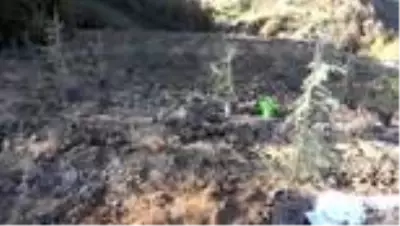 ZONGULDAK - İzmir depreminde hayatını kaybedenlerin anısına 116 fidan dikildi ZONGULDAK - İzmir depreminde hayatını kaybedenlerin anısına 116 fidan dikildi
