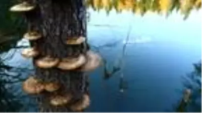 Artvin'de sonbahar güzelliği Artvin'de sonbahar güzelliği