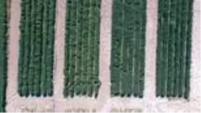 Ata tohumları tarımda dışa bağımlılığı bitirecek Ata tohumları tarımda dışa bağımlılığı bitirecek