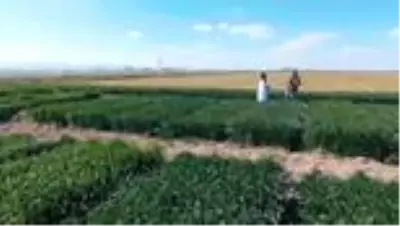 Ata tohumları tarımda dışa bağımlılığı bitirecek Ata tohumları tarımda dışa bağımlılığı bitirecek