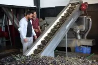 Ayvalık Zeytinyağı'nı taklit eden tağşişli markalarla savaş başladı Ayvalık Zeytinyağı'nı taklit eden tağşişli markalarla savaş başladı