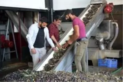Ayvalık Zeytinyağı'nı taklit eden tağşişli markalarla savaş başladı Ayvalık Zeytinyağı'nı taklit eden tağşişli markalarla savaş başladı