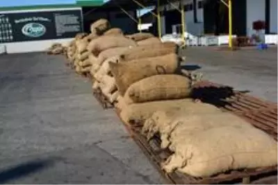 Ayvalık Zeytinyağı'nı taklit eden tağşişli markalarla savaş başladı Ayvalık Zeytinyağı'nı taklit eden tağşişli markalarla savaş başladı