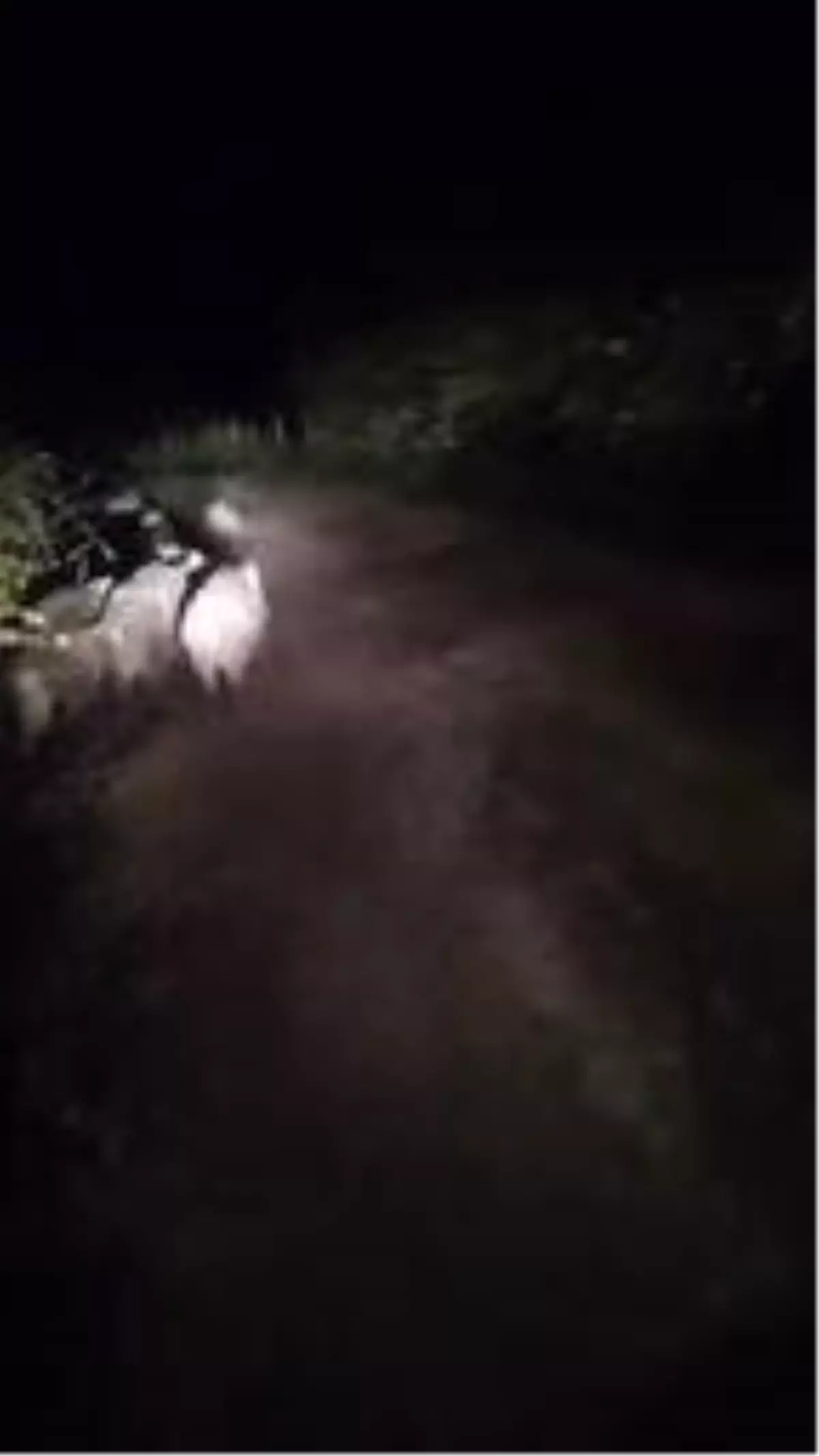 Balık tutmaya giderken önüne domuz sürüsü çıktı