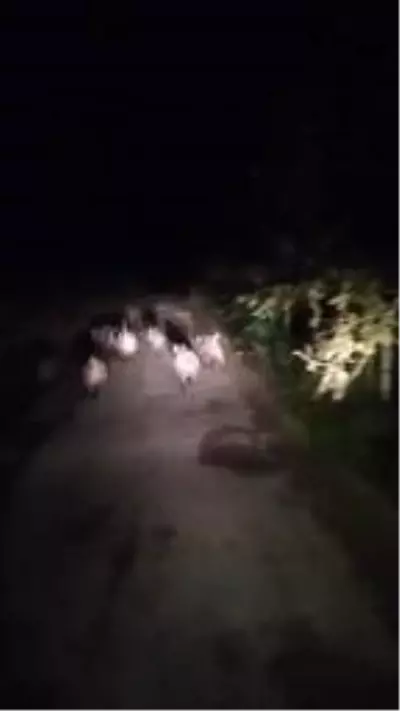 Balık tutmaya giderken önüne domuz sürüsü çıktı Balık tutmaya giderken önüne domuz sürüsü çıktı