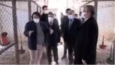 Bozok Üniversitesi Ziraat Fakültesinde yerli kaz ırkları ıslah ediliyor Bozok Üniversitesi Ziraat Fakültesinde yerli kaz ırkları ıslah ediliyor