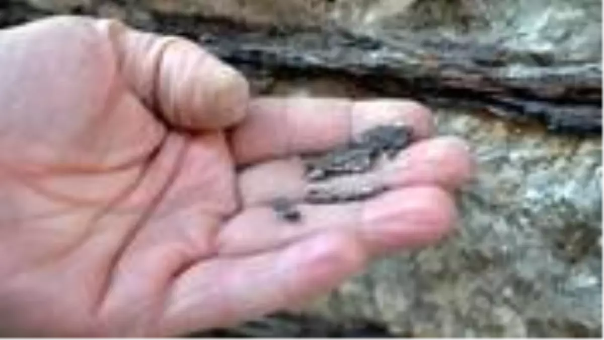 Hatay'da deprem ve tsunami uyarısı: Deniz kumundan yapılan binalar büyük tehlike taşıyor