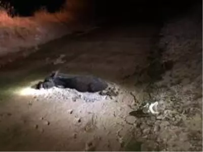 Çamura saplanan eşeği itfaiye kurtardı Çamura saplanan eşeği itfaiye kurtardı