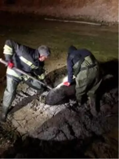 Çamura saplanan eşeği itfaiye kurtardı Çamura saplanan eşeği itfaiye kurtardı