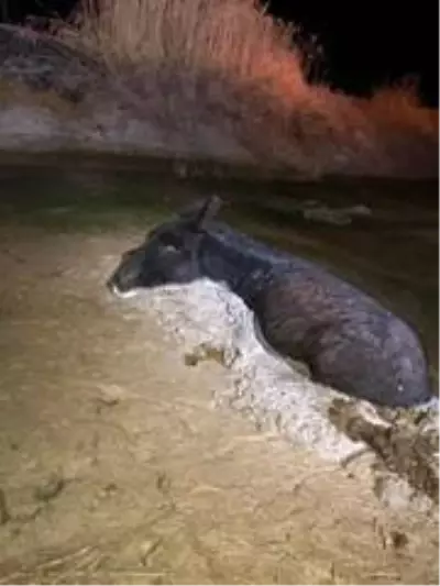Çamura saplanan eşeği itfaiye kurtardı Çamura saplanan eşeği itfaiye kurtardı