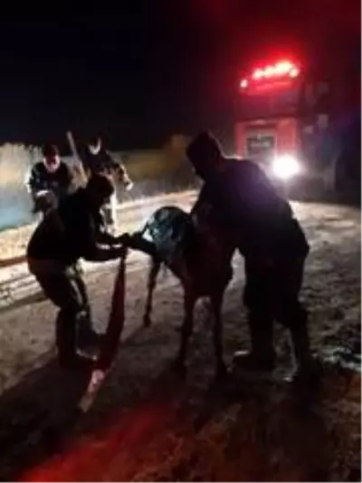 Çamura saplanan eşeği itfaiye kurtardı Çamura saplanan eşeği itfaiye kurtardı