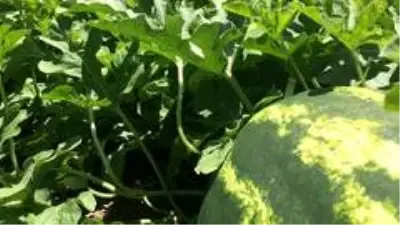 Erzurum, Erzincan ve Ağrı'da sulama sezonu tamamlandı Erzurum, Erzincan ve Ağrı'da sulama sezonu tamamlandı